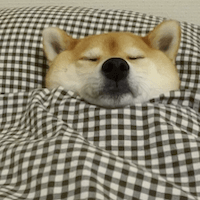 Shiba Inu dog sleeping in a bed covered by a blanket